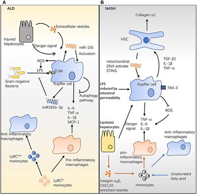 Frontiers | Macrophage Phenotype And Function In Liver Disorder